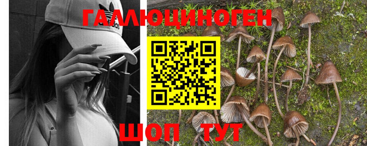 Галлюциногенные грибы Psilocybe Майкоп